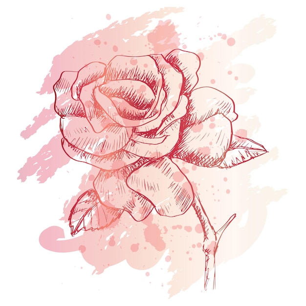 Hand drawn sketch of  rose flower