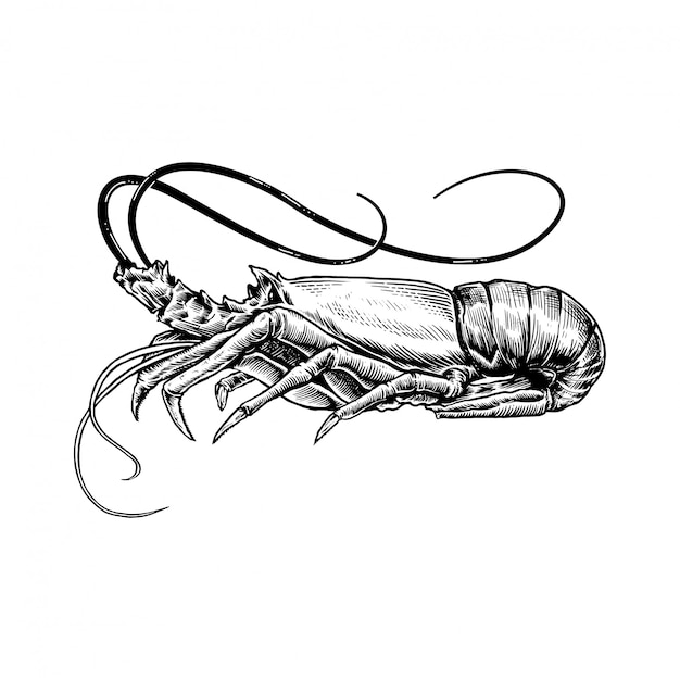 Hand drawn sketch seafood illustration of shrimps