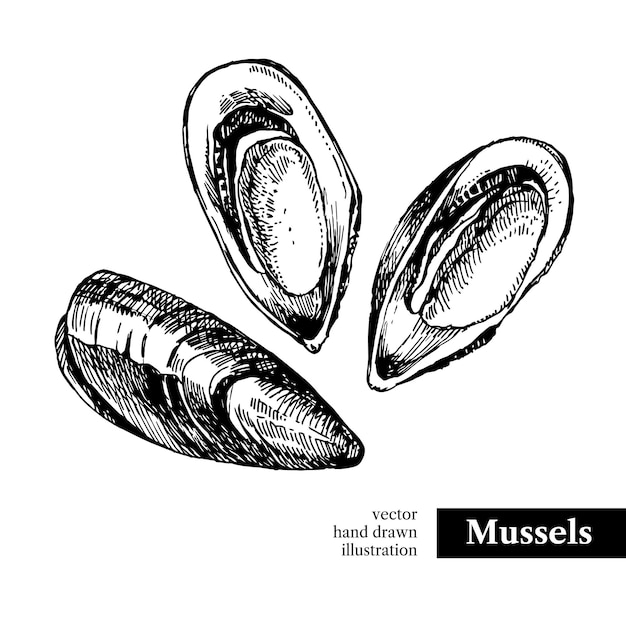 Hand drawn sketch seafood vector black and white vintage illustration of mussels Isolated object on white background Menu design