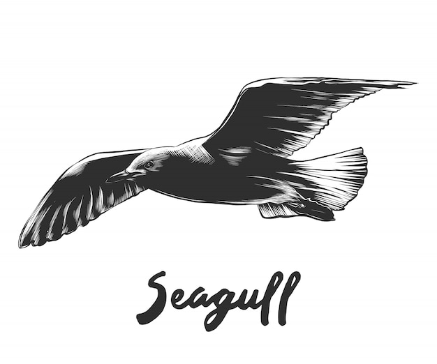 Hand drawn sketch of seagull in monochrome