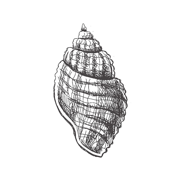 Hand drawn sketch of seashell isolated on white background