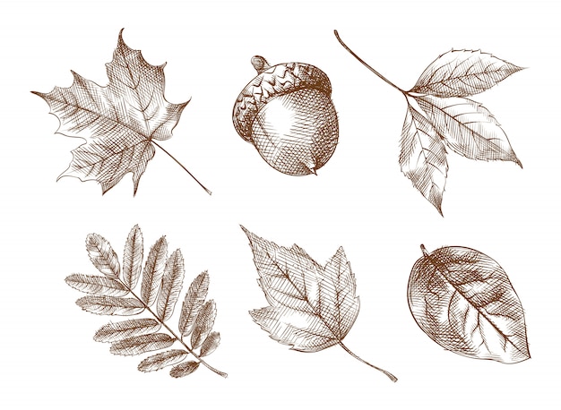 Vector hand-drawn sketch set of autumn yellow leaves. set includes leaves of birch, maple, oak, willow, aspen, mountain ash, acorn.