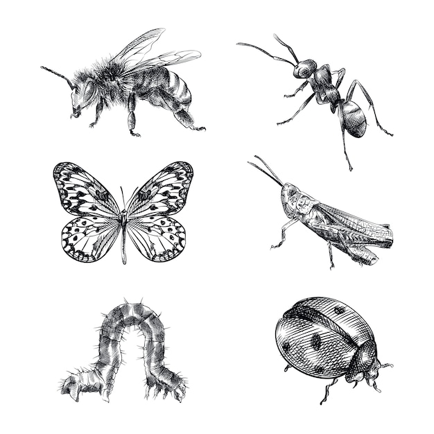 Рисованный эскиз набор насекомых. Набор состоит из пчелы, осы, муравья, бабочки, кузнечика, гусеницы, божьей коровки