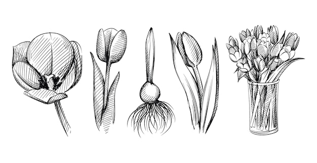 Hand drawn sketch set of tulip flowers in on a white background. Tulips bulb. Tulips bouquet in a glass vase