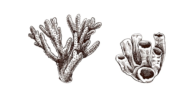 Hand drawn sketch set of various corals Tropical reef elements Vector engraved illustrations