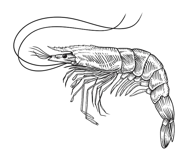 Hand drawn sketch shrimp illustration