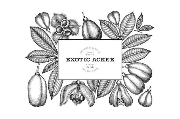 손으로 그린 스케치 스타일 ackee 배너입니다. 유기농 신선한 음식 벡터 일러스트 레이 션. 레트로 이국적인 과일 디자인 템플릿입니다. 새겨진된 스타일 식물 배경입니다.