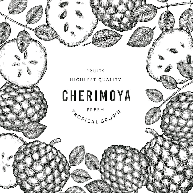 Hand drawn sketch style cherimoya . organic fresh fruit  illustration. engraved style botanical  template.