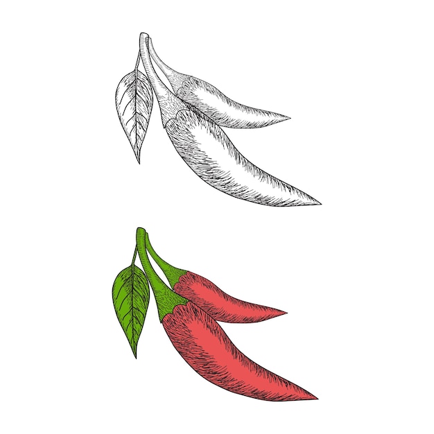 Hand drawn sketch style chili peppers for coloring books page