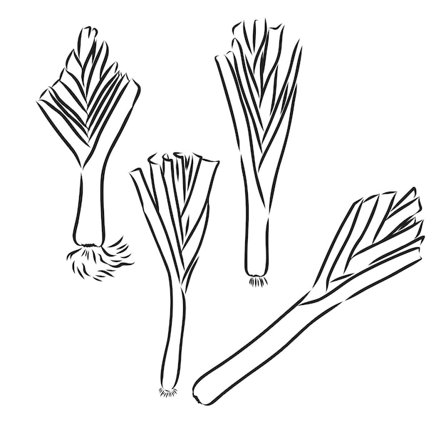 Hand drawn sketch style fresh leeks set isolated on white background