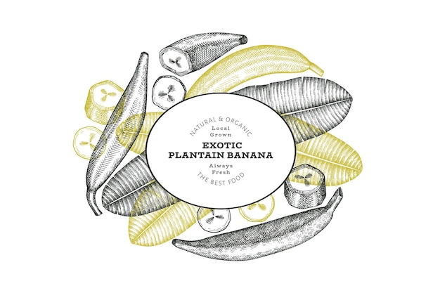 Banner di piantaggine stile schizzo disegnato a mano. illustrazione vettoriale di frutta fresca biologica. modello di disegno di frutta banana esotica retrò