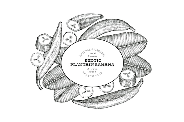 Banner di piantaggine in stile schizzo disegnato a mano illustrazione vettoriale di frutta fresca biologica modello di disegno retrò di frutta di banana esotica