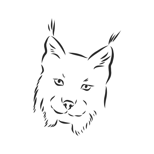 Hand drawn sketch style portrait of lynx isolated on white background