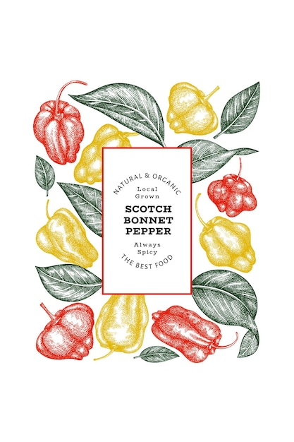 Vector hand drawn sketch style scotch bonnet pepper banner. organic fresh vegetable vector illustration. retro cayenne pepper design template