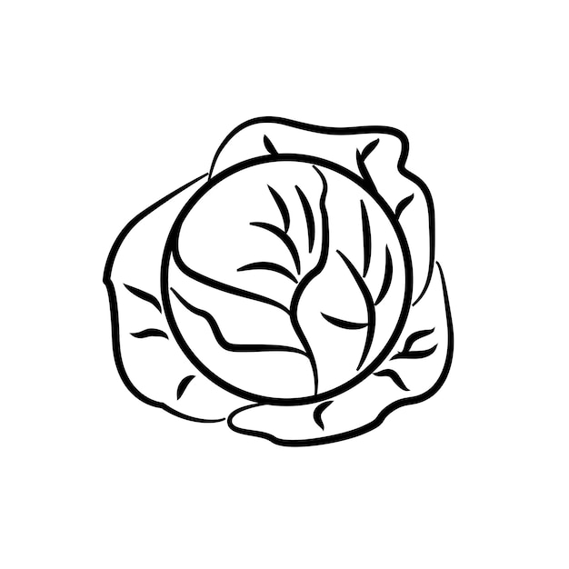 Hand drawn sketch style set of cabbages Cabbage with leafs Organic fresh food vector