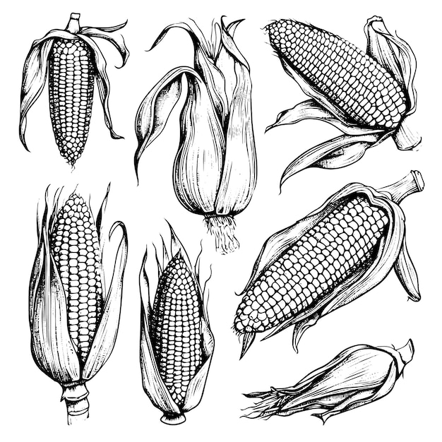 手描きのスケッチスタイルのトウモロコシ野菜セット 葉のあるトウモロコシ 有機穀物ベクトルイラスト スイートコーン食品