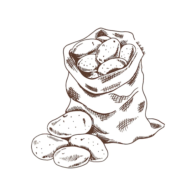 Hand drawn sketch style set illustration of ripe potatoes eco food vintage illustration