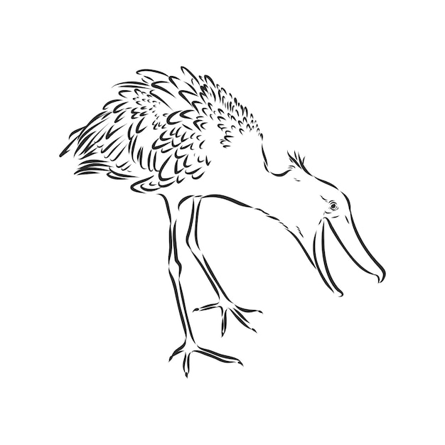 Hand drawn sketch style shoebill. Vector illustration isolated on white background.