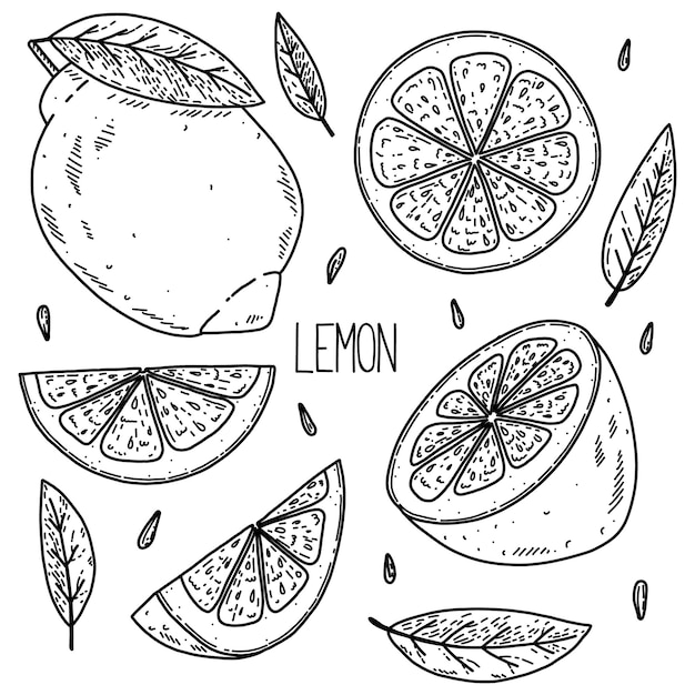 Vector hand drawn sketch style vector lemon set isolated on white background eco food illustration