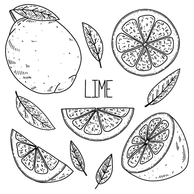 Vector hand drawn sketch style vector lime set isolated on white background eco food illustration