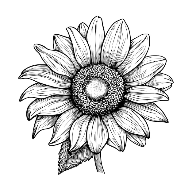 Simple Sunflower Drawing: Easy Step-by-Step Instructions - Freebie Finding  Mom