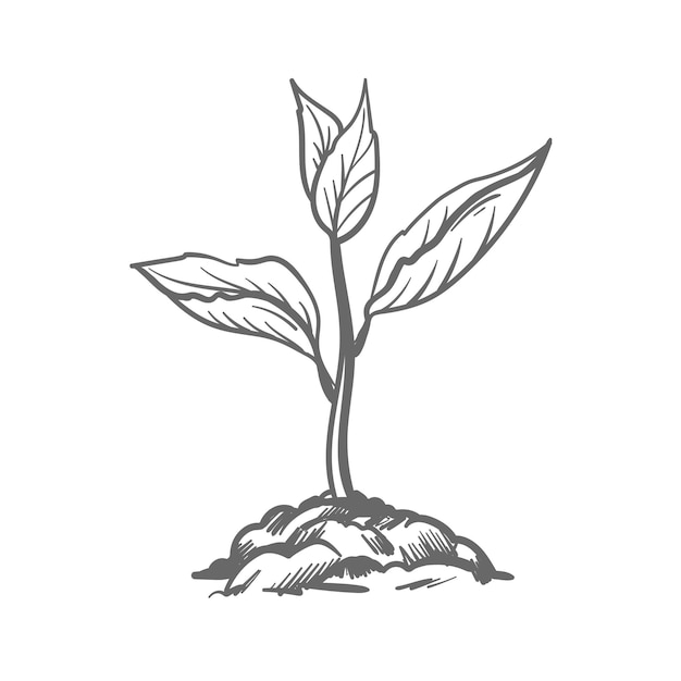 Vector hand drawn sketch of tree planting seeds sprout in the ground