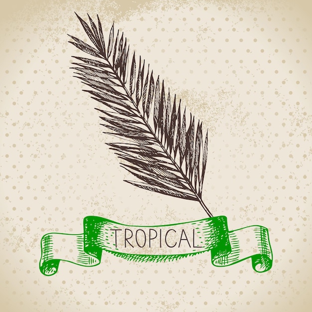 Hand drawn sketch tropical plants vintage background Vector illustration