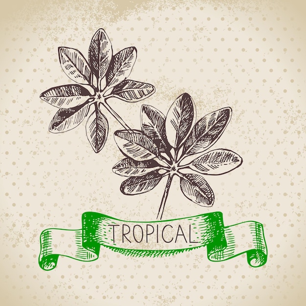 Hand drawn sketch tropical plants vintage background Vector illustration
