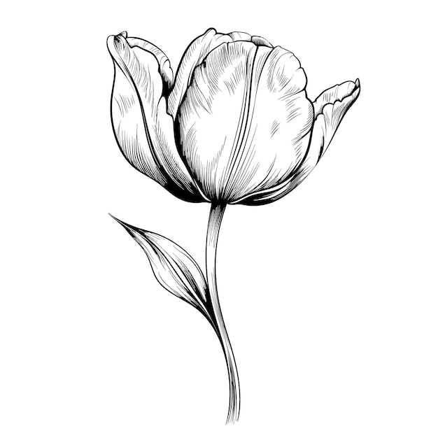 Hand Drawn Sketch Tulip Flower Illustration