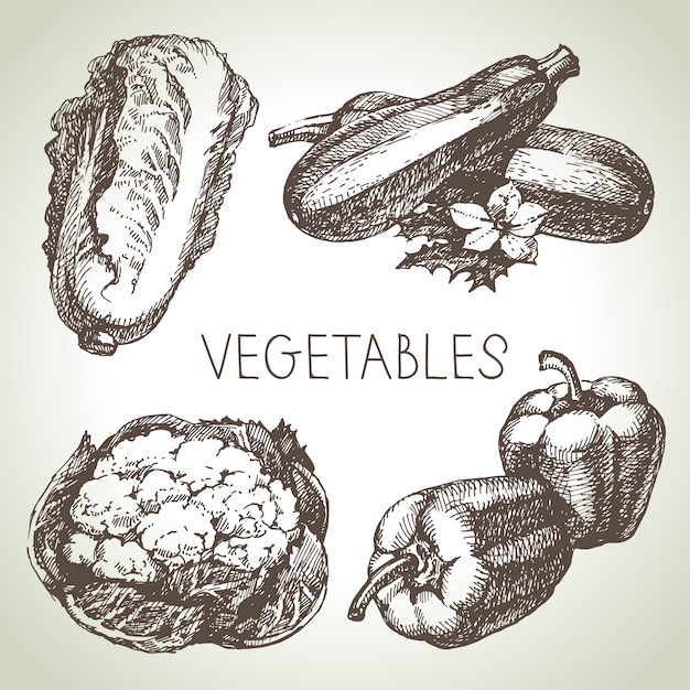 손으로 그린 스케치 야채 세트
