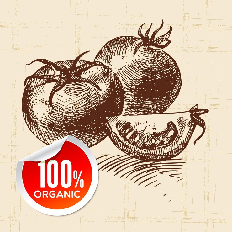 Vector hand drawn sketch vegetable tomato eco food backgroundvector illustration