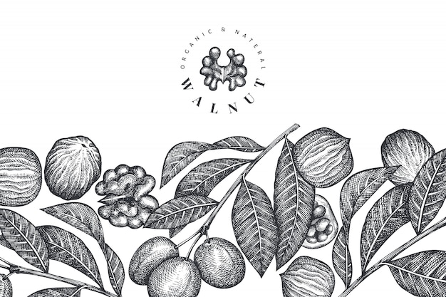 手描きのスケッチクルミ。有機食品のベクトル図です。レトロなナットのイラスト。刻まれたスタイルの植物。
