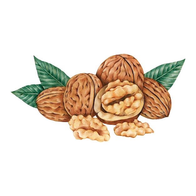 Vector hand drawn sketch of walnuts