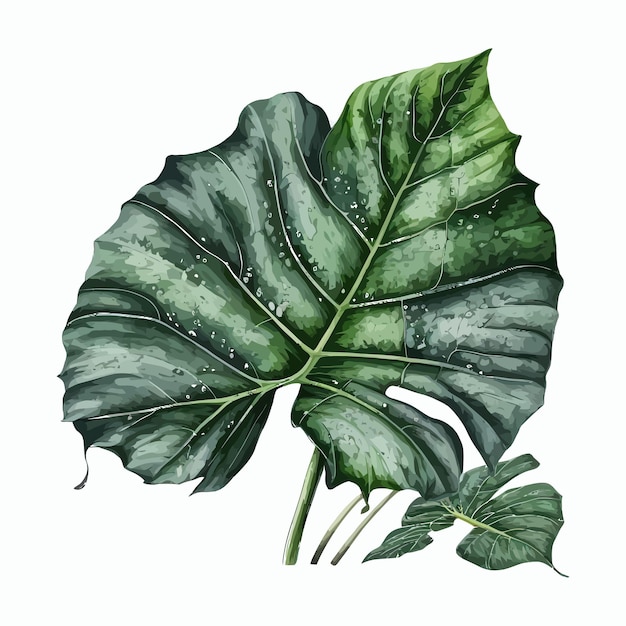 Vector hand drawn sketch watercolor tropical leaf alocasia handdrawn illustration isolated on white background in boho style