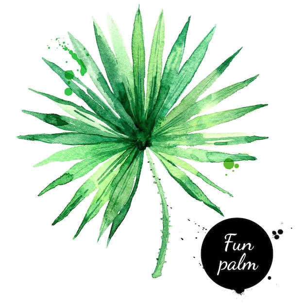 Ручной рисунок акварелью тропический лист забавная пальма вектор окрашен изолированной иллюстрацией экзотической природы