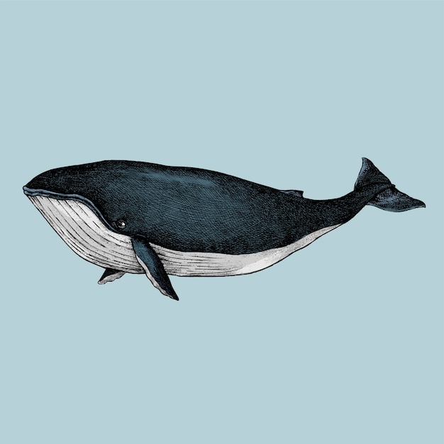 Vector hand drawn sketch of a whale