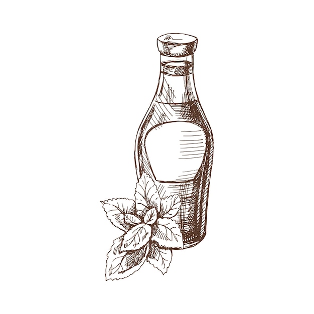 Hand drawn sketche of ketchup or sauce in a glass jar and a bunch of mint