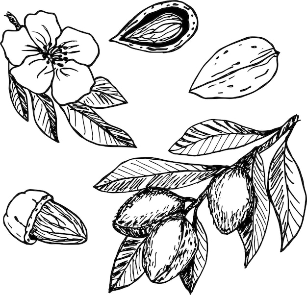 Vector hand drawn sketches of almonds