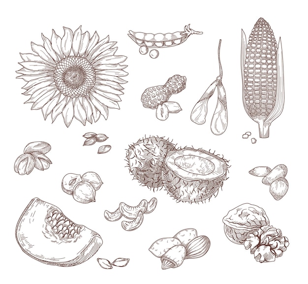 Vector hand drawn sketches of nuts and seeds.