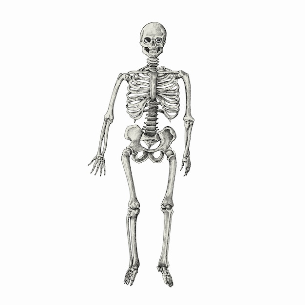 Vettore sktech disegnato a mano di uno scheletro umano