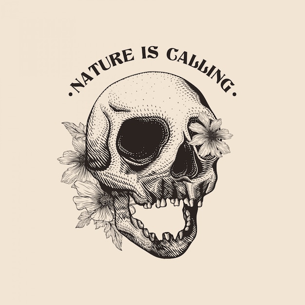 Vector hand drawn skull illustration