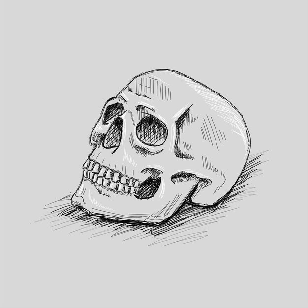 Vector hand drawn skull sketch