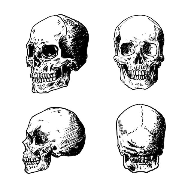벡터 손으로 그린 두개골