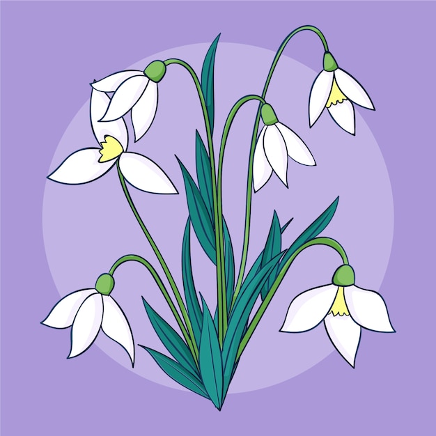 Vector hand drawn snowdrop plant illustration