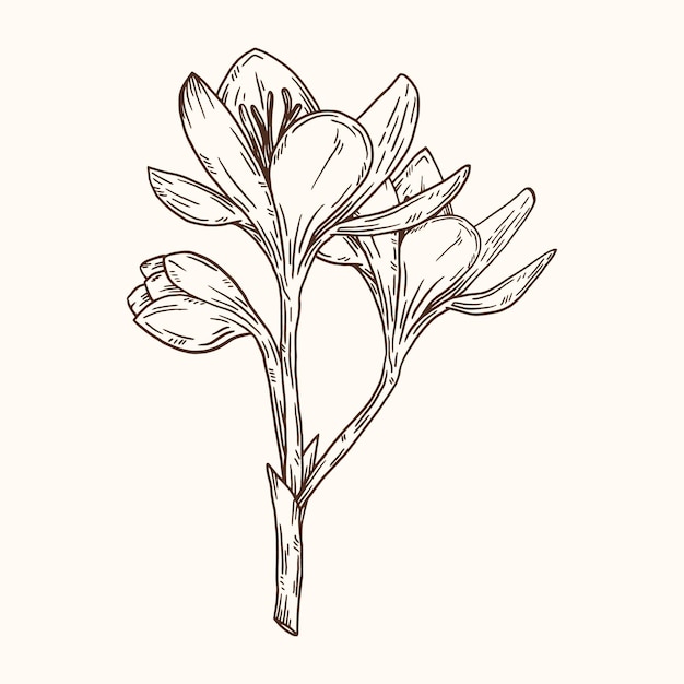 Hand drawn snowdrop sketch