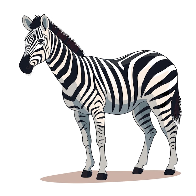 Vettore illustrazione della zebra in tinta unita disegnata a mano