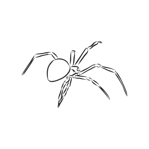 Hand Drawn Spider Illustration  Vector Design Element For Halloween