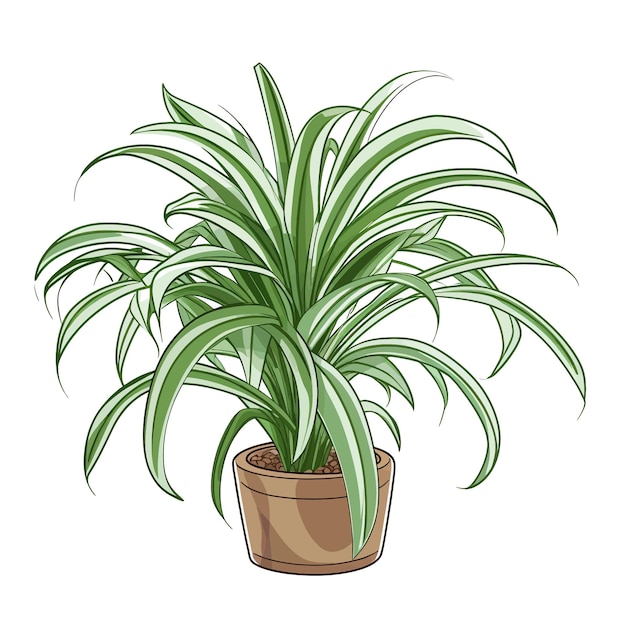 Vector hand drawn spider plant chlorophytum comosum cartoon vector illustration clipart white background