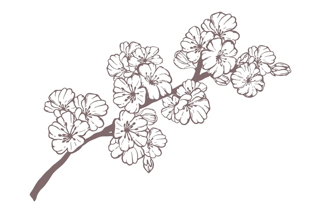 Sakura primaverile disegnata a mano, fiori, rami di alberi in fiore, elementi floreali isolati su sfondo bianco. illustrazione di schizzo di doodle di vettore di inchiostro per carte di design, inviti, tatuaggio, libro da colorare