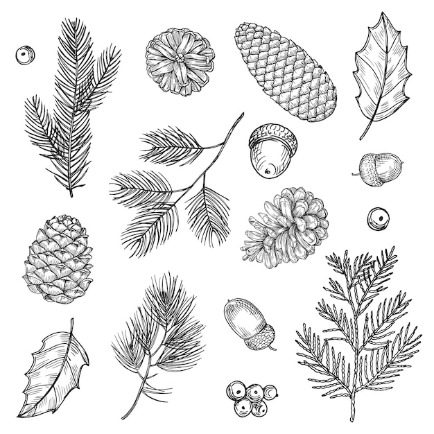 Vector hand drawn spruce branches and cones set